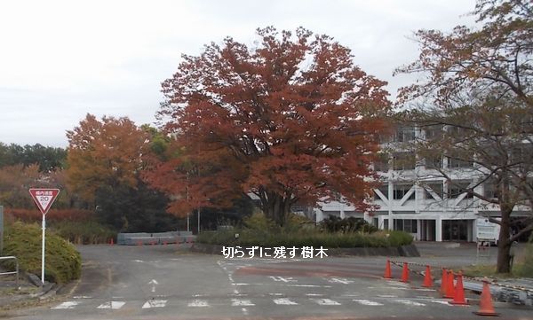 16-11-22-sagamihara3-jyumoku
